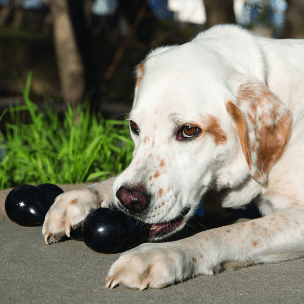 Kong Extreme Goodie Bone Toy for Dogs (Black) | For Aggressive Chewers