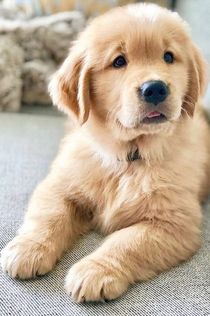 Puppy Feeding Schedule: How Much Should a Puppy Eat? A Complete Guide