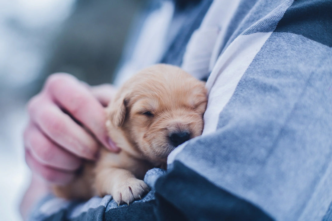 How to Choose the Right Dog Food for Your Puppy: A Complete Guide