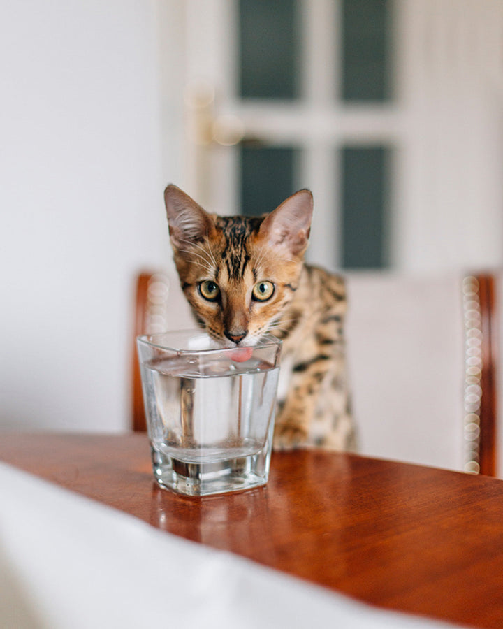 Why Your Cat Isn’t Drinking Enough Water (And How to Fix It)