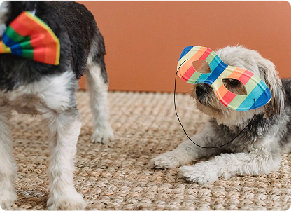 Eco-Friendly Toys Your Pets Will Love