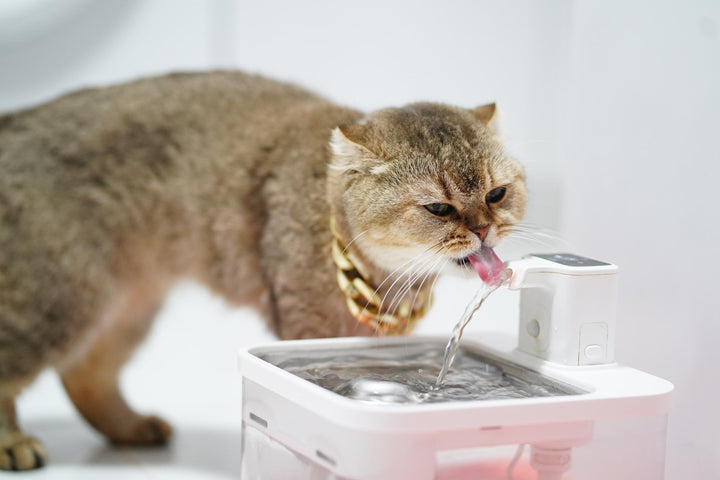🐱 Why a Cat Water Fountain is a Must-Have for Your Feline Friend
