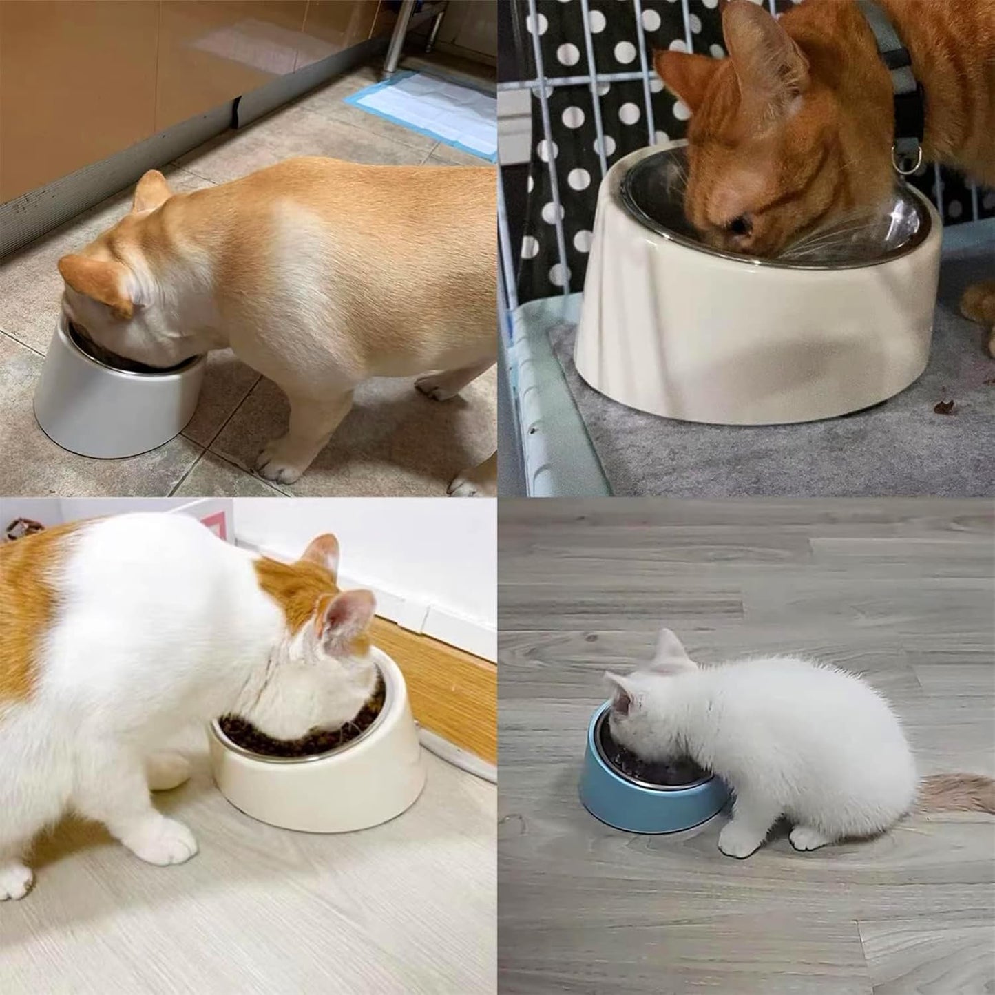 Slanted Food Bowl For Dogs And Cats (Purple)