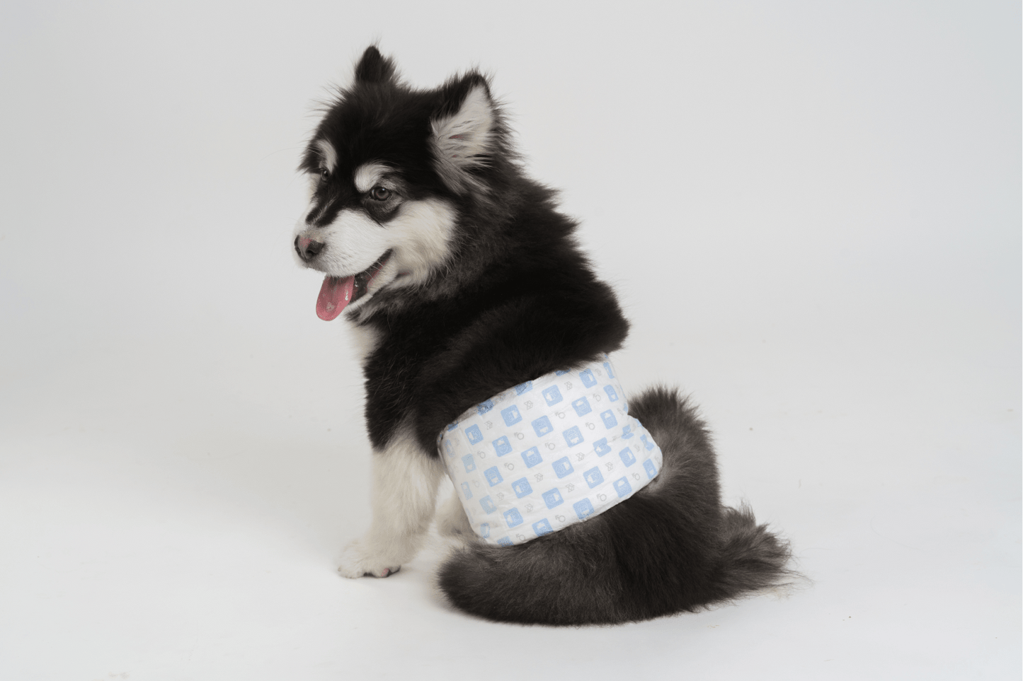 Fofos Diaper for Male Dog (20x25cm)