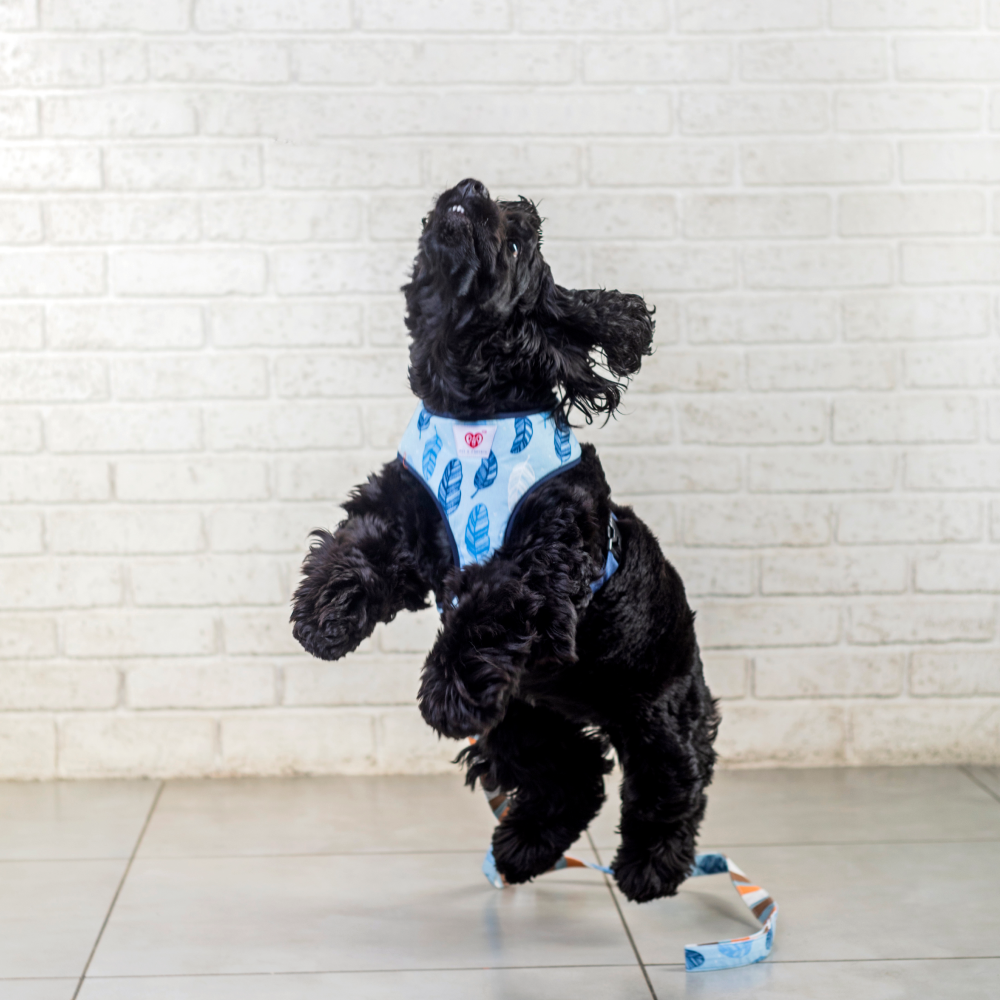 Pet And Parents Stripy Feathers Reversible Harness for Dogs
