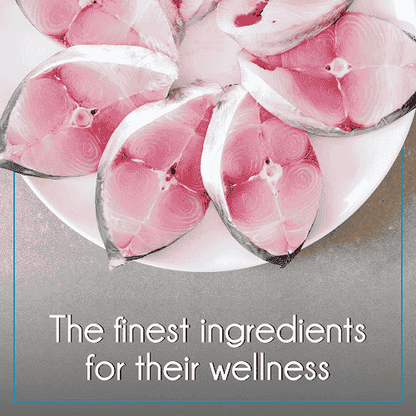 Purepet Ocean Fish Adult Cat Dry Food